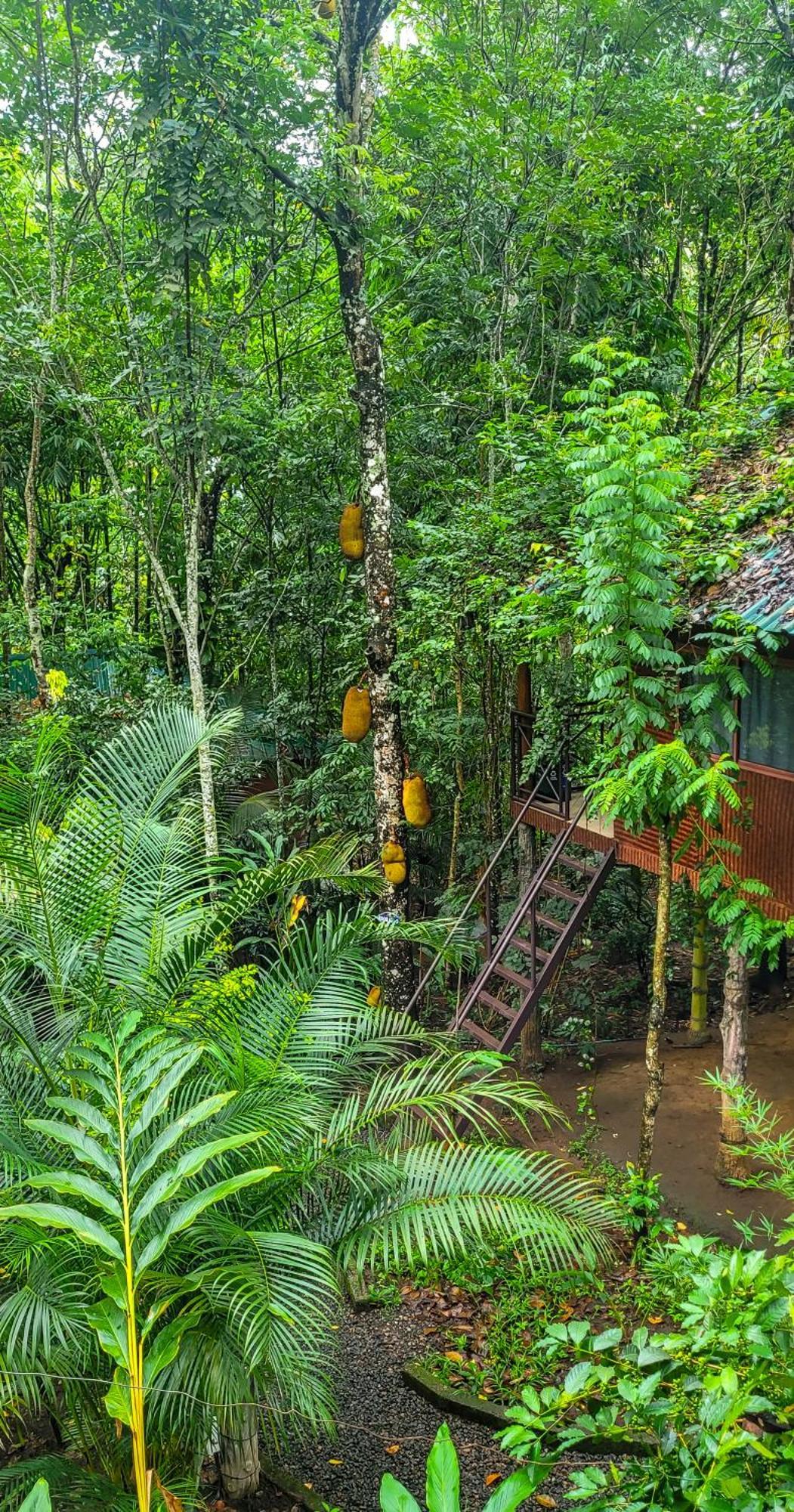 Monsoon Retreats Ecostay- Treehouse Теккади Экстерьер фото
